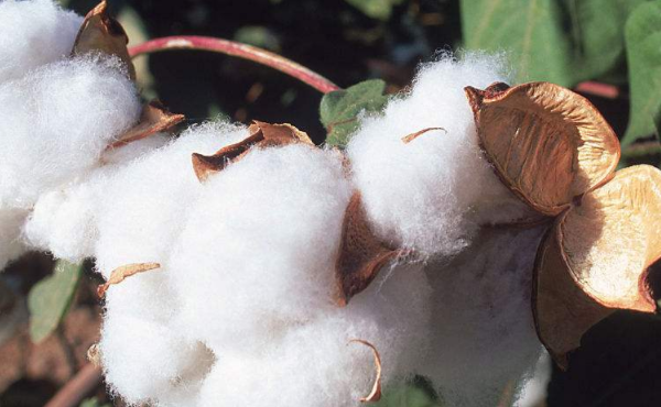 棉花期货开户要求和条件