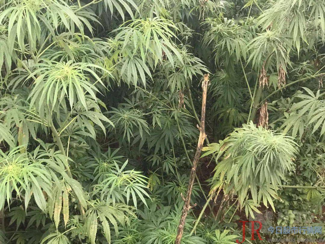 云南省可合法停止 工业 大麻的种植和加工