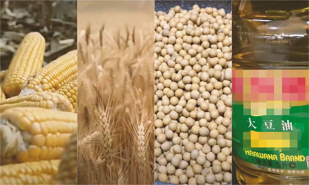 贸易联盟UGA将其对该国2024年谷物和油籽总产量的预测从7610万吨下调至7460万吨
