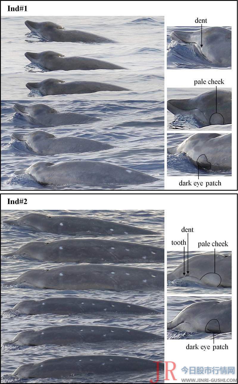 在国际上初度对这些神秘喙鲸的体色形式、疤痕图案及其水面行为停止了形容