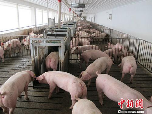 质料图：活猪养殖场达。 中新社记者 林浩 摄
