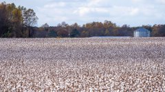 积极运用“保险+期货”创新模式帮助当地棉农分散棉花价格下跌风险