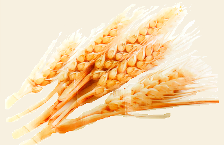 CBOT小麦可能回撤至563美分/蒲式耳至567.75区间